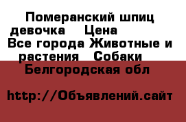 Померанский шпиц девочка  › Цена ­ 50 000 - Все города Животные и растения » Собаки   . Белгородская обл.